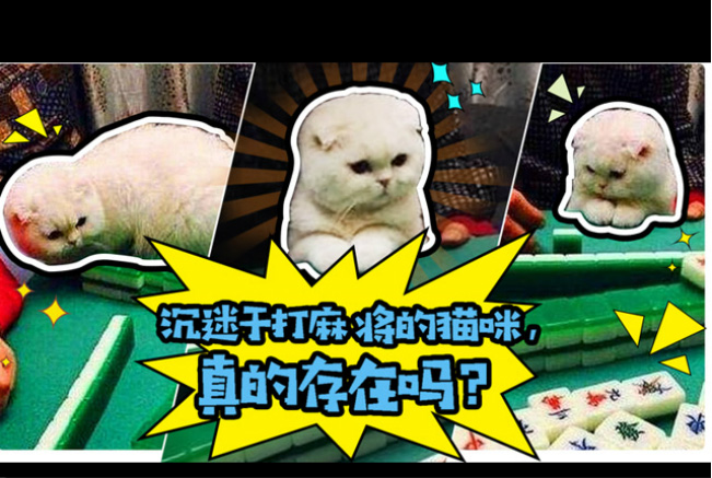 新航道V课堂|60S学英语:沉迷于打麻将的猫咪，真的存在吗?