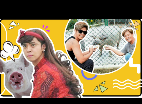 新航道V课堂|60S学英语:笑cry，罗志祥养猪被骗，迷你猪变大野猪!