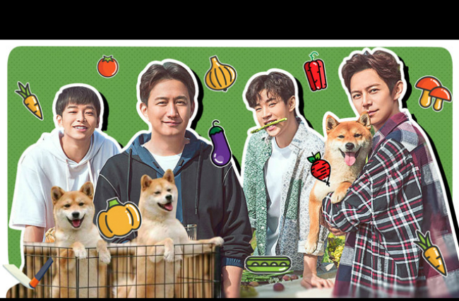 新航道V课堂|60S学英语:看了《向往的生活》，感觉自己活得不如一只柴犬